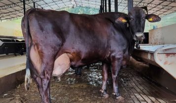 Eva Eros 19041 Campos Lima - Vaca Girolando