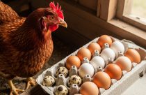 Galinha choca sem botar ovos? Especialistas explicam o fenômeno hormonal por trás do instinto maternal