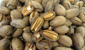 IBPecan busca código comum no Mercosul para noz-pecã e mira novos mercados