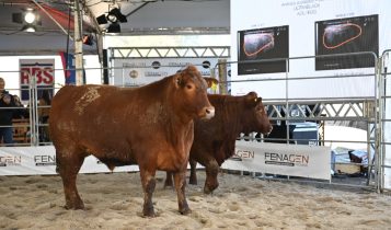Fenagen Promebo abre com foco em seleção genética e futuro da carne gaúcha