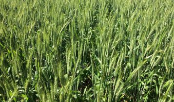 Novas tecnologias podem elevar em até 15% produção de trigo em áreas de seca