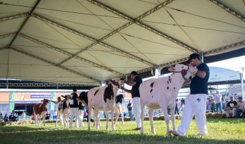 Criadores da raça holandesa já podem fazer inscrições para a 48ª Expointer