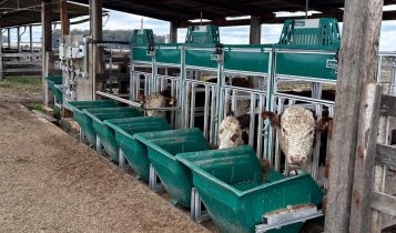 Prova seleciona touros Hereford e Braford que produzem mais consumindo menos alimentos