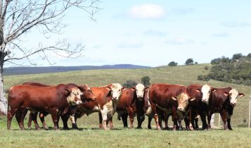 Conexão Delta G amplia oferta de touros em leilões e presença nas centrais de inseminação
