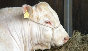 ANC tem expectativa positiva para inscrições de animais na 48ª Expointer