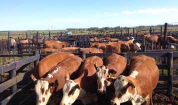 Mercado pecuário de leilões sofre oscilações no primeiro semestre por efeitos do clima