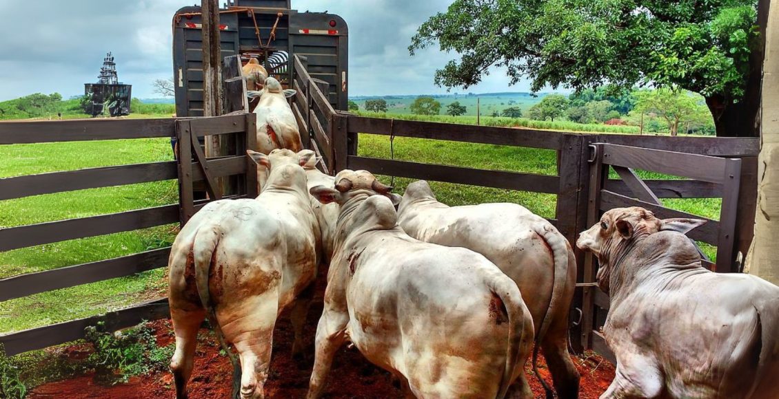 abate de bovinos - Mina de ouro: Por que o setor farmacêutico fatura bilhões com o que o pecuarista joga fora?