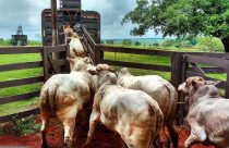 abate de bovinos - Mina de ouro: Por que o setor farmacêutico fatura bilhões com o que o pecuarista joga fora?
