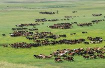 Conheça a maior fazenda de cavalos do mundo, propriedade milenar que possui 10.000 equinos