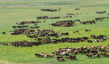 Conheça a maior fazenda de cavalos do mundo, propriedade milenar que possui 10.000 equinos