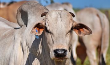 Touro Nelore - Ekkos Aymore