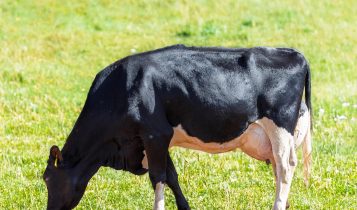 Nutrição de precisão impulsiona fazendas leiteiras rumo à alta performance, aponta Vaccinar