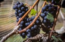 Vinhos de inverno no Cerrado - uvas - parreira de uva