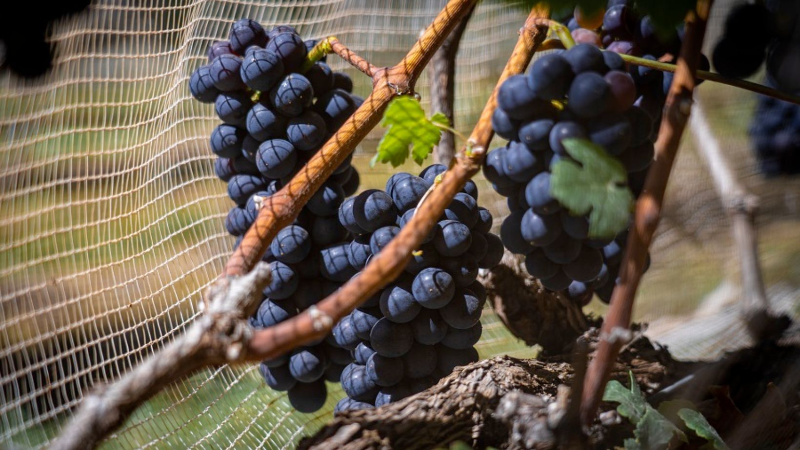 Vinhos de inverno no Cerrado - uvas - parreira de uva
