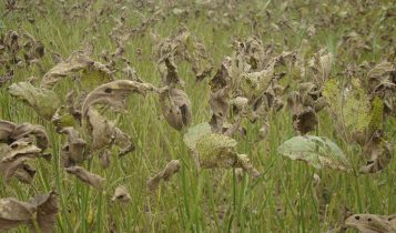 Aplicativo gratuito ajuda produtores a reduzir defensivos em lavouras na Bahia