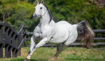Cafame Roxa é a égua do momento, com o maior faturamento nos leilões de vaquejada dos últimos seis meses