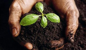 biochar
