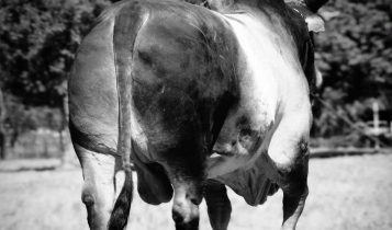 Morre o recordista e maior nome do Guzerá com foco na produção de carne