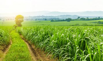 Safra de cana-de-açúcar 2025/26: produtores adotam tecnologias para enfrentar perdas climáticas e elevar qualidade da matéria-prima