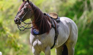 Leilão histórico consagra o Haras PFF como potência na vaquejada