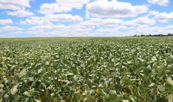 Bioproduto com bactéria da Caatinga protege plantas contra seca e aumenta produtividade