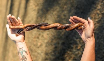 Além dos cortes nobres, pecuária de MT lucra com a venda de pênis bovino no mercado asiático