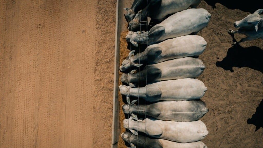 Cria, recria e engorda: como aumentar o lucro