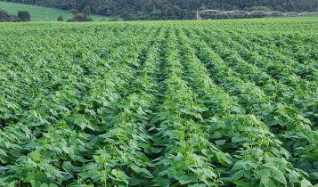 Manejo integrado do cultivo de feijão com biológicos produz 2 sacas a mais por hectare