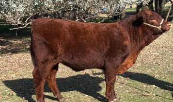 Raça Devon estreia na maior feira agropecuária da Argentina