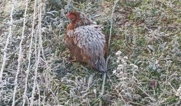 Galinha enfrenta frio intenso e tem penas congeladas ao aquecer os filhotes; veja imagem