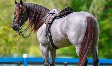 João Pessoa será palco do maior espetáculo genético da Vaquejada