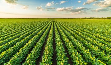 Fundos reduzem aposta na alta da soja na CBOT na semana até 23 de dezembro