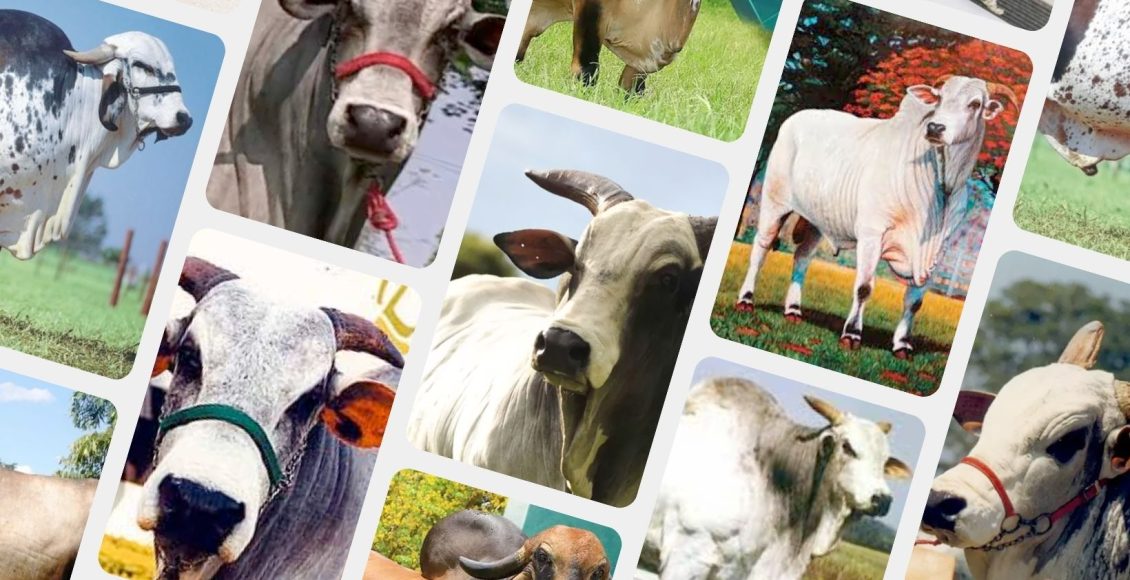 super touros da raca nelore e gir