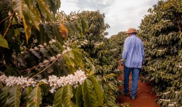 Café de Mandaguari é a 20ª Indicação Geográfica do Paraná