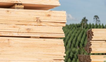 Tarifaço de 50% ameaça os negócios do setor florestal e alerta que milhares de empregos estão em risco