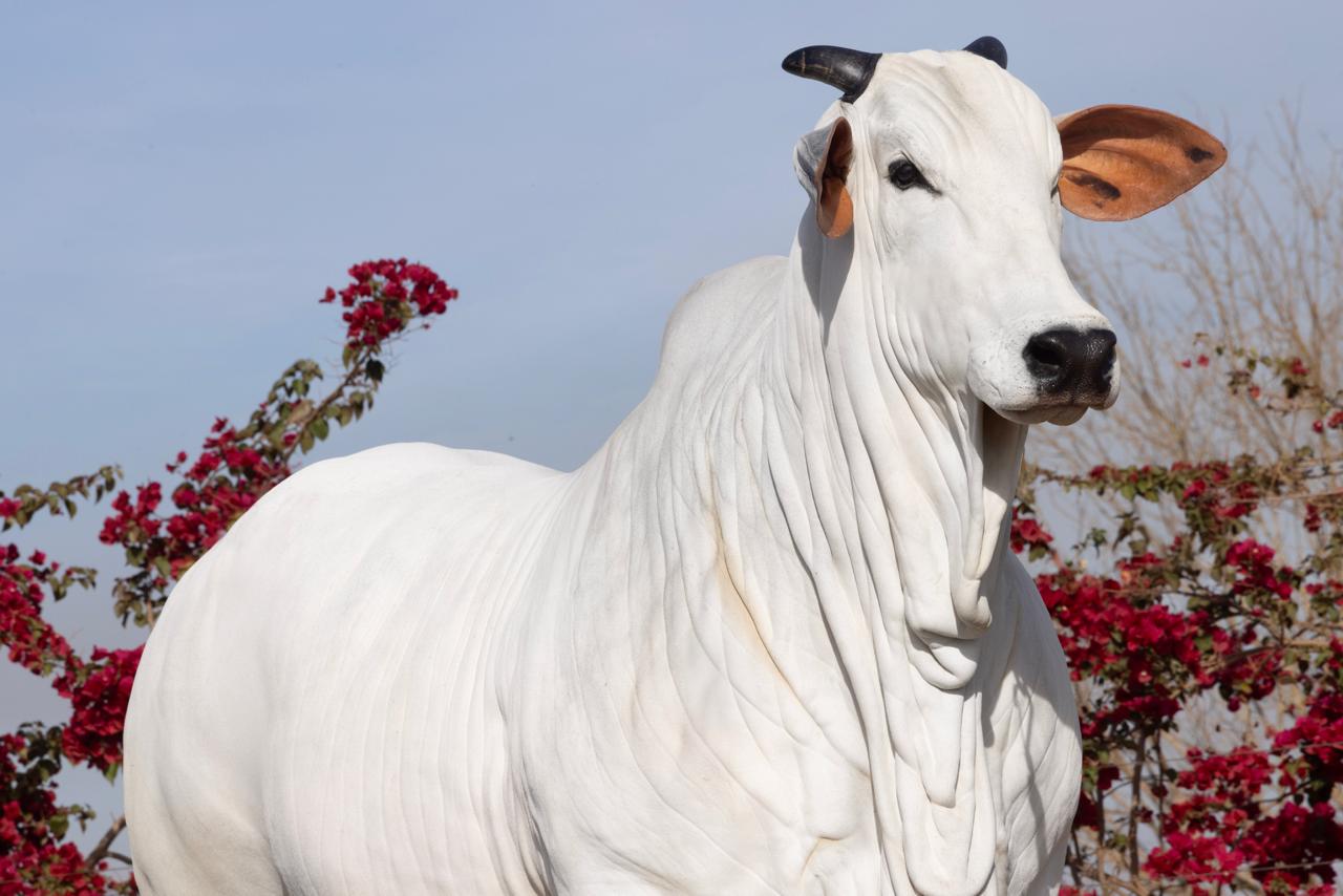 11º Leilão Primavera coloca à venda a melhor genética Nelore da Casa Branca Agropastoril, nos dias 29 e 30 de agosto
