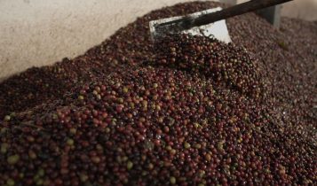 Nova categoria valoriza cafés naturalmente doces no 13º Prêmio Região do Cerrado Mineiro