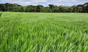Desafio da Cevada impulsiona o cultivo nos Campos Gerais