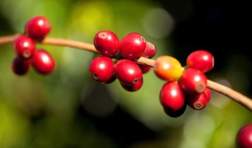 Nova categoria valoriza cafés naturalmente doces no 13º Prêmio Região do Cerrado Mineiro