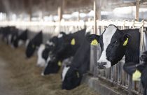 Vacas leiteiras ganham desempenho com redutor de metano