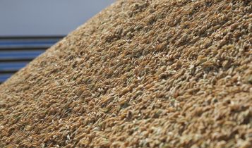 Federarroz recomenda adesão a contrato público de opção e venda de arroz