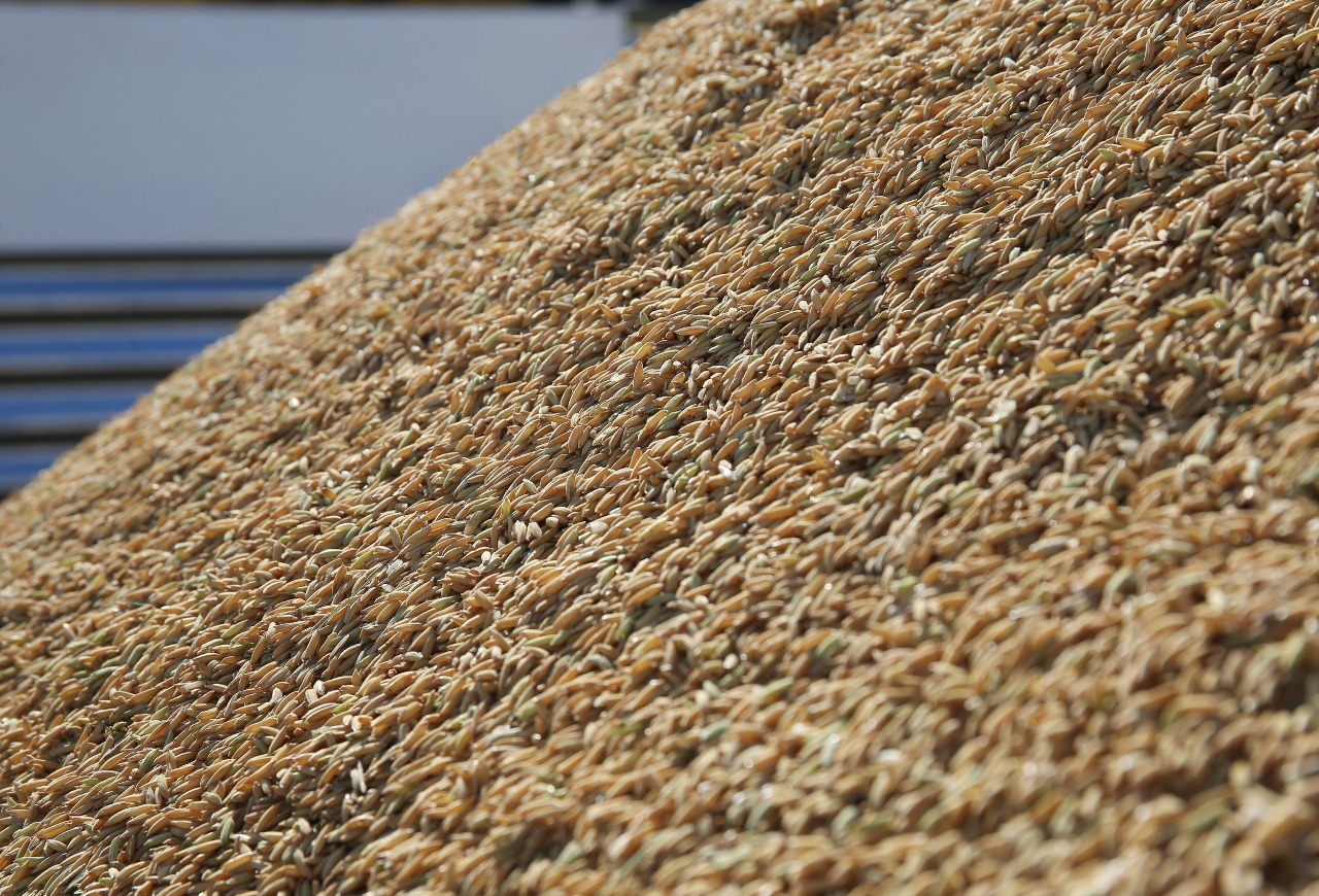 Federarroz recomenda adesão a contrato público de opção e venda de arroz