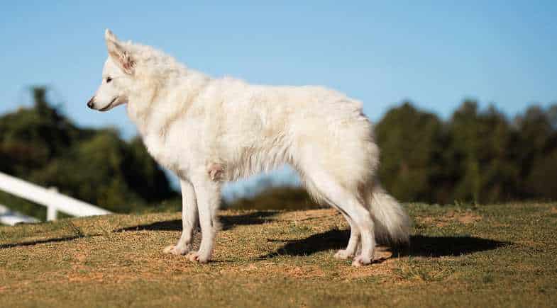 pastor da mantiqueira