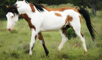 Conheça o Mustang espanhol, o cavalo lendário que vive fora dos registros oficiais
