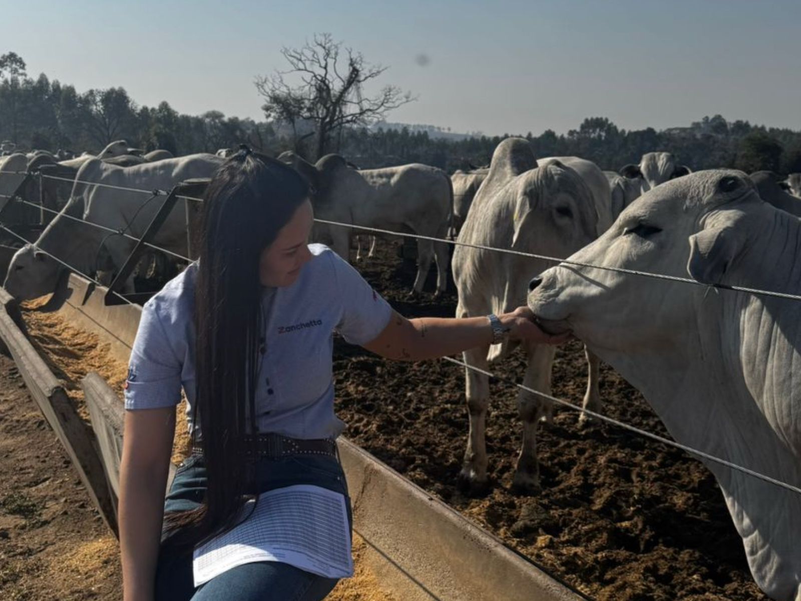 Bem-estar animal no confinamento: tendência de mercado ou necessidade econômica?