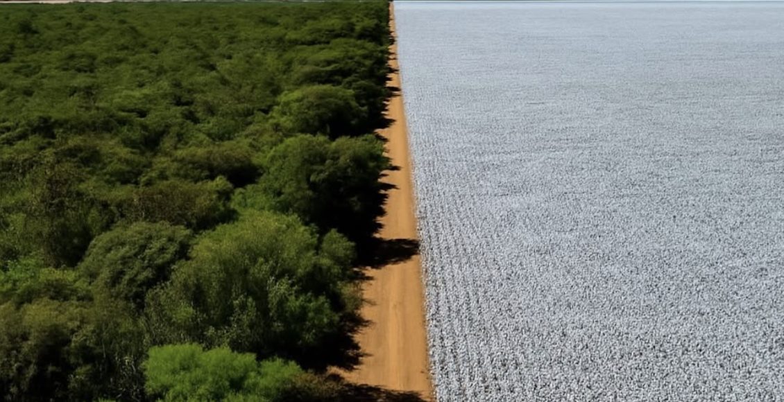Matopiba cresce no algodão com produção sustentável