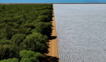 Matopiba cresce no algodão com produção sustentável