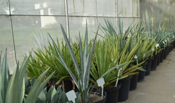 Brasil investe em pesquisa com planta da tequila para produção de etanol
