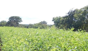 Técnicas simples ajudam lavouras orgânicas a conviver com plantas espontâneas