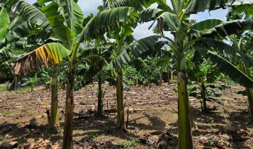 Duas cultivares da Embrapa são resistentes à mais grave doença mundial das bananeiras
